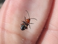 Syphrea flavicollis