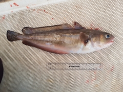 Pseudophycis palmata