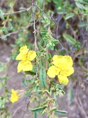 Crocanthemum glomeratum