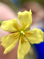 Crocanthemum glomeratum