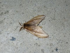 Truncaptera elongata