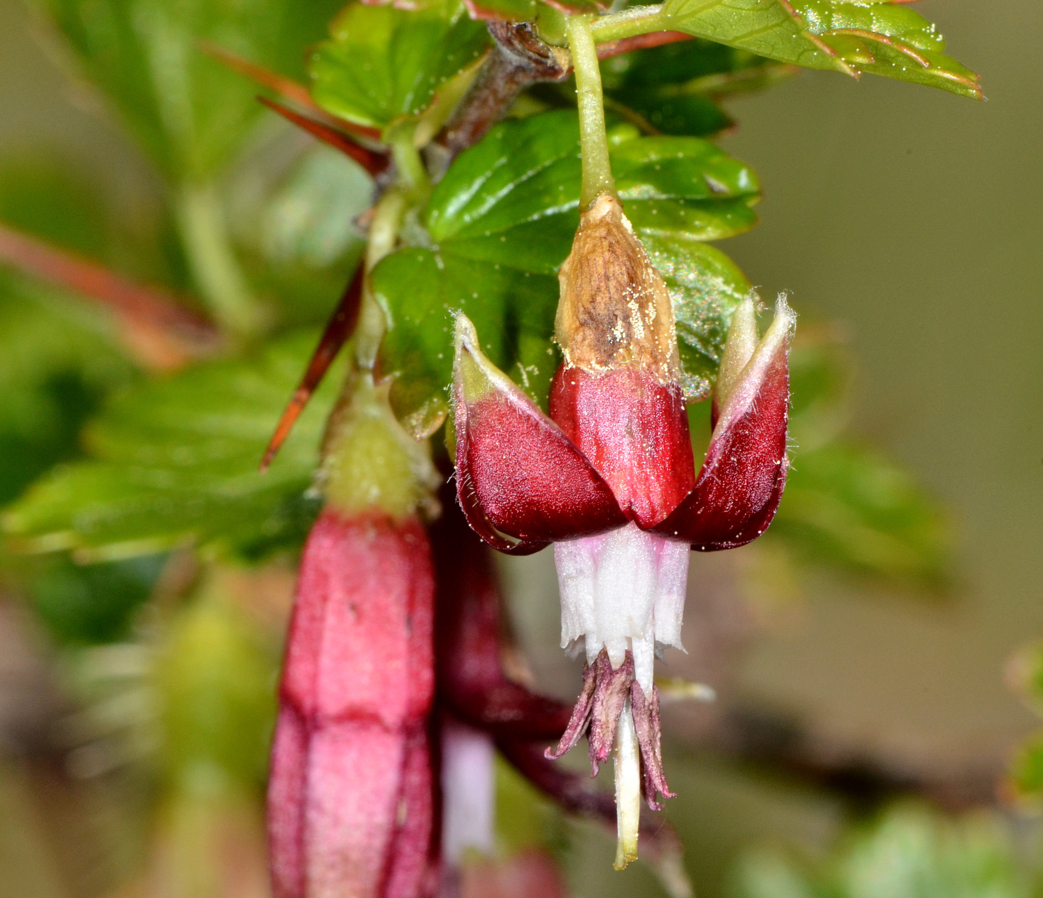 Ribes roezlii var. cruentum
