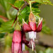 Ribes roezlii cruentum - Photo (c) Don Loarie, algunos derechos reservados (CC BY)