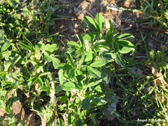Medicago sativa