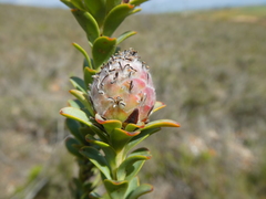 Leucadendron coriaceum
