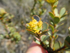 Leucadendron coriaceum