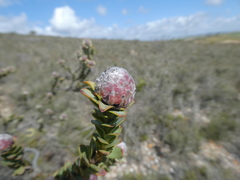 Leucadendron coriaceum