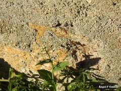 Capsella bursa-pastoris
