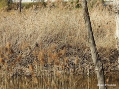 Phragmites australis