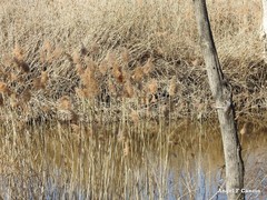 Phragmites australis