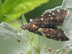 Prochoreutis myllerana