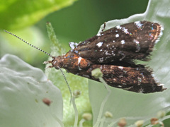 Prochoreutis myllerana