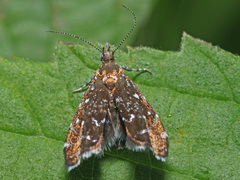Prochoreutis myllerana
