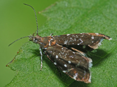 Prochoreutis myllerana