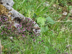 Lasiommata petropolitana