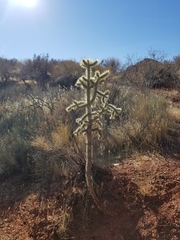 Cylindropuntieae