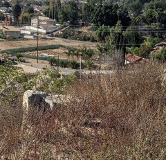 Polioptila californica