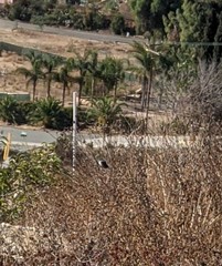 Polioptila californica