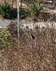 Polioptila californica