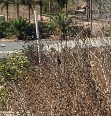 Polioptila californica