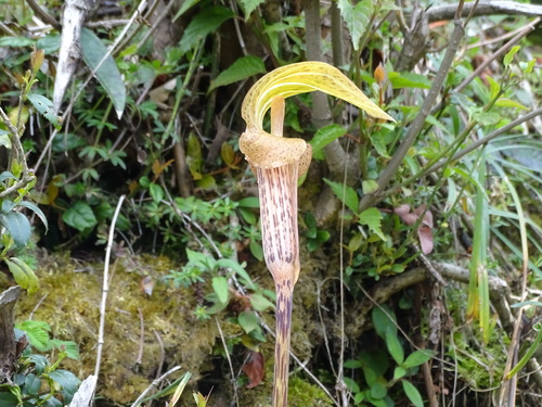 Arisaema nepenthoides, photograph 3
