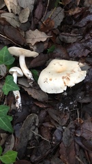 Tricholoma album