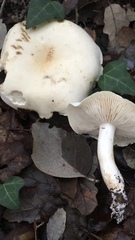 Tricholoma album