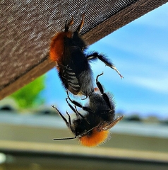 Bombus hypnorum