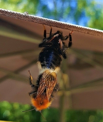 Bombus hypnorum
