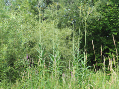 Jacobaea paludosa paludosa