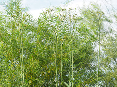 Jacobaea paludosa paludosa