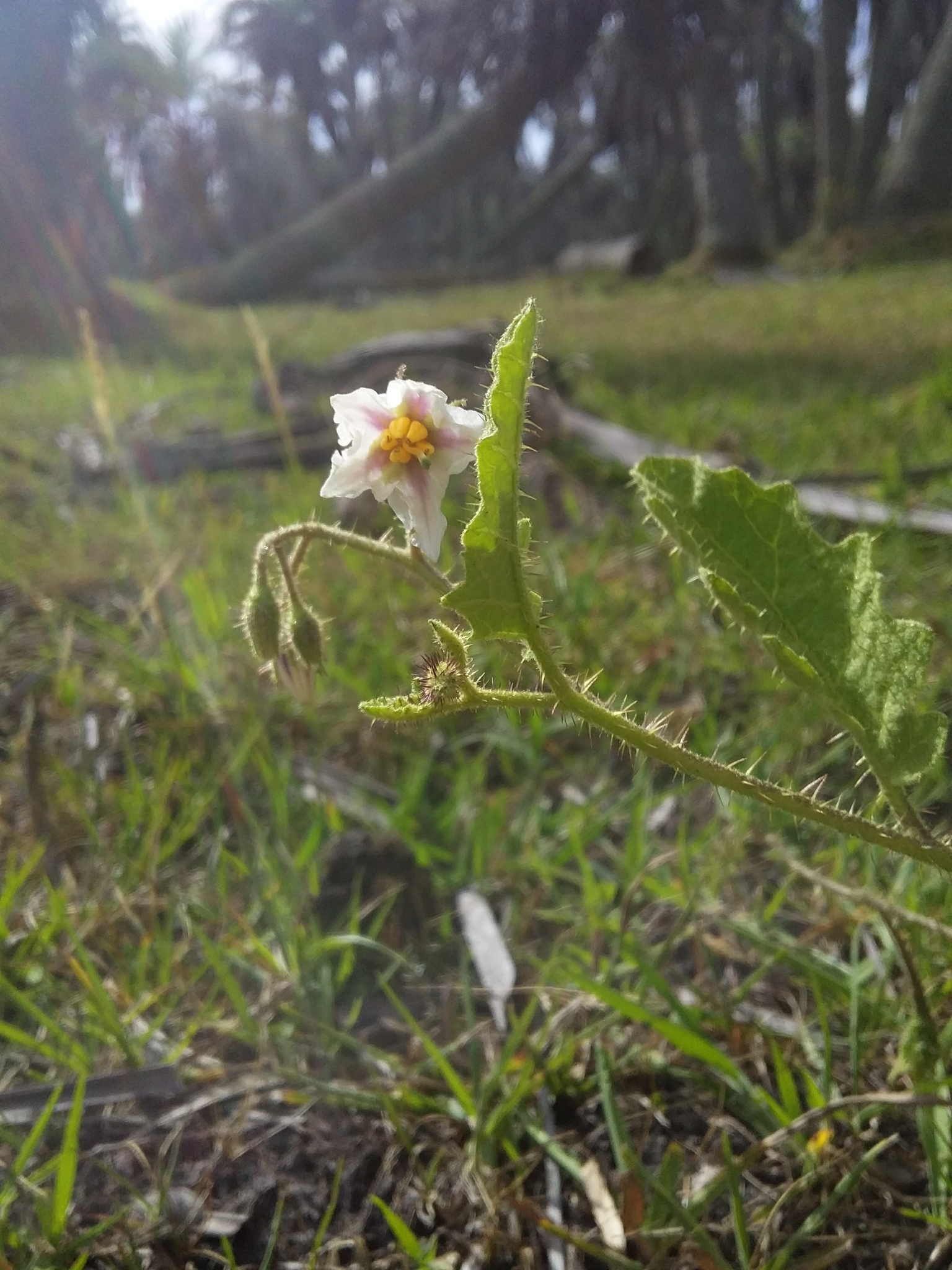 Solanum reineckii