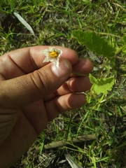 Solanum reineckii