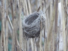 Acrocephalus scirpaceus