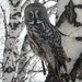 Great Gray Owl - Photo (c) Andrew Bazdyrev, some rights reserved (CC BY)