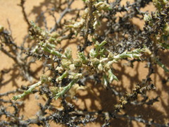 Cornulaca monacantha