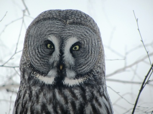 Great Gray Owl