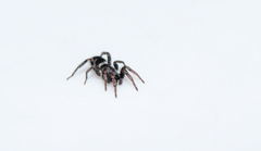 Latonigena