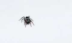 Latonigena
