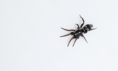 Latonigena