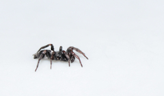 Latonigena
