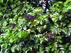 Tapirira obtusa