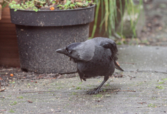 Corvus monedula