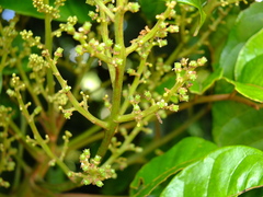 Tapirira obtusa