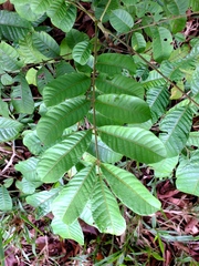Tapirira obtusa