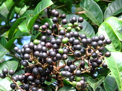 Tapirira obtusa