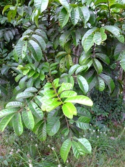Tapirira obtusa