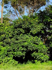 Tapirira obtusa