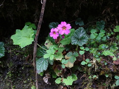 Primula listeri