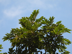 Tapirira bethanniana
